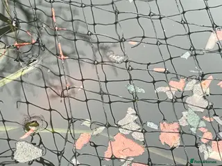 Goldfish fish Goldfish for sale in Watford - Advert 3