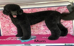 Saint Bernard dogs for sale: F1 St Berdoodle  - Image 29