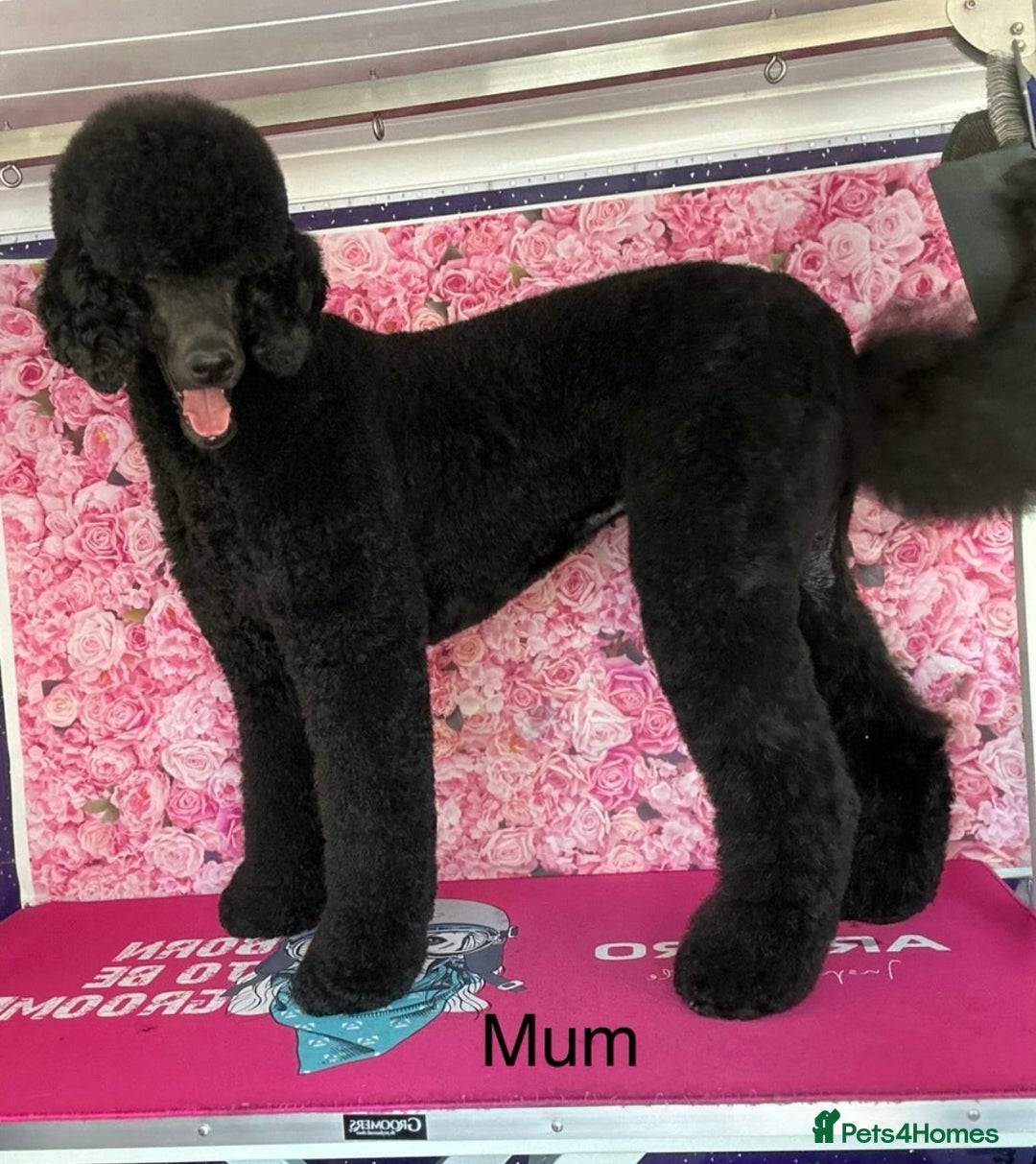 Saint Bernard dogs for sale: F1 St Berdoodle  - Image 29