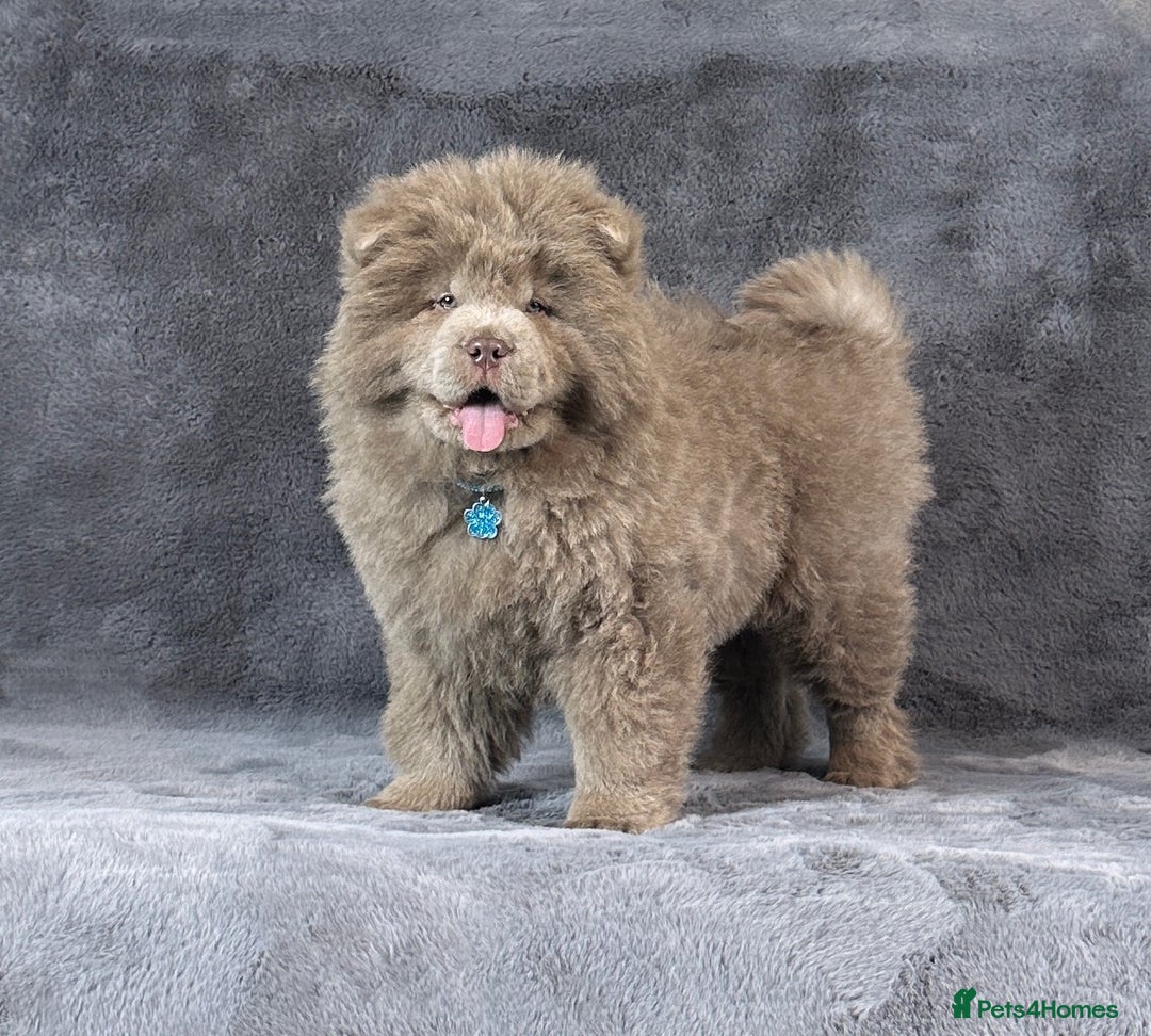Chow Chow dogs for sale: Outstanding rare solid lilac male chow chow puppy  - Advert 6