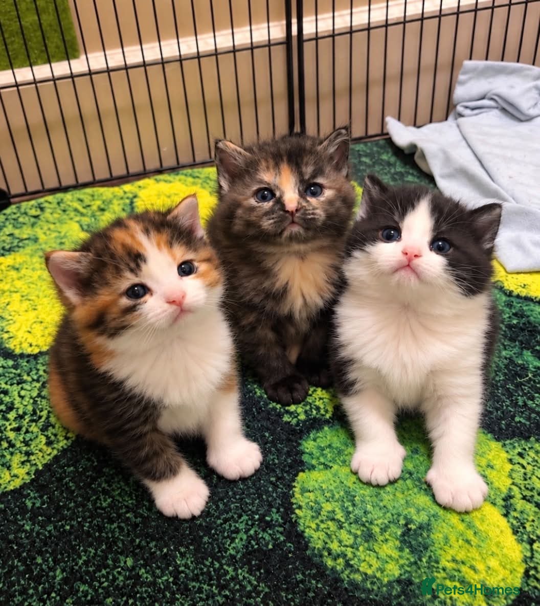 Mixed Breed cats Loveable cuddly girls 💕 - Advert 1
