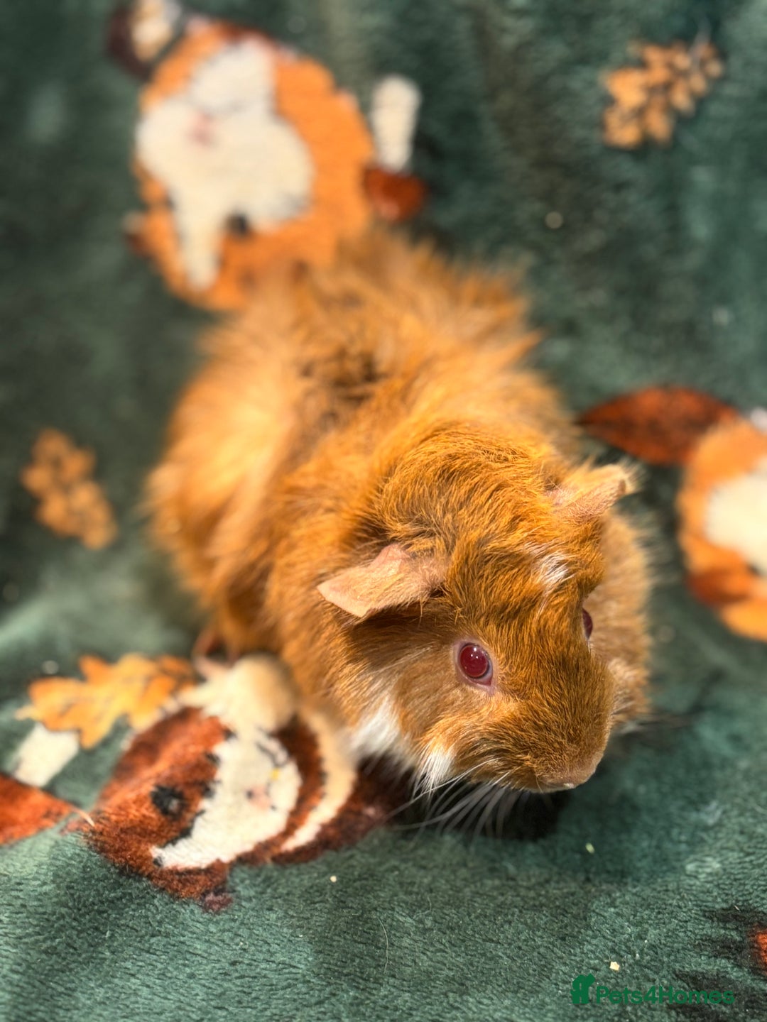 Guinea Pig rodents for sale: 5 sweet boars - Image 3