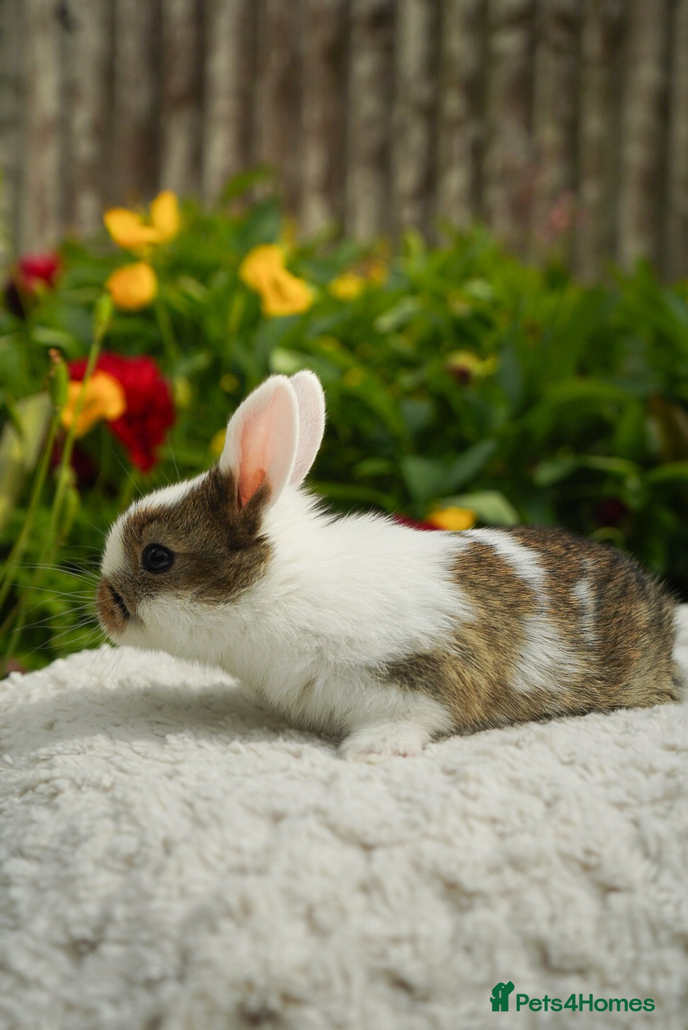 Mixed Breed rabbits for sale: Gen 1 plushy’s (mini Rex x mini lop) - Advert 4