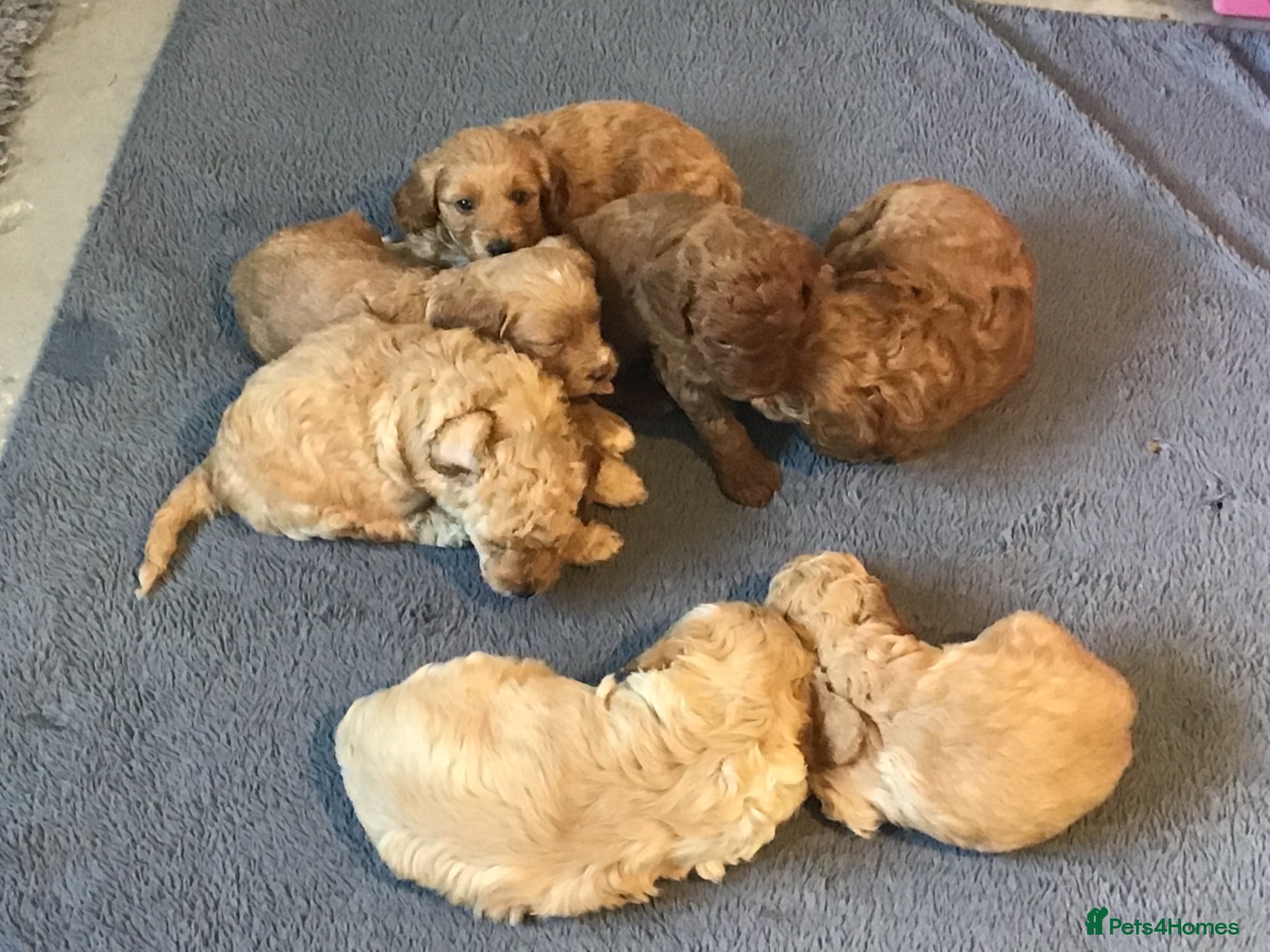 Miniature Poodle dogs for sale: Stunning Health Tested Miniature Poodle - Advert 5