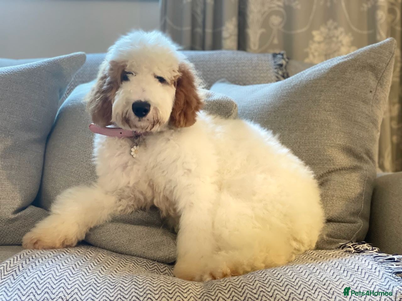 Australian Labradoodle dogs Female miniature Australian Labradoodle - Advert 16