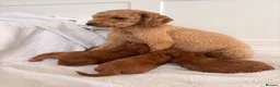 Labradoodle dogs for sale: LICENSED BREEDER F2b miniature labradoodles - Advert 31