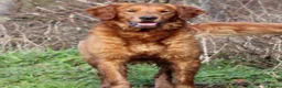 Golden Retriever dogs for sale: KC reg Dark Golden Retriever Pups - Advert 8
