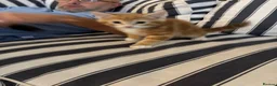 Mixed Breed cats for sale: Mixed breed chunky fluffy kittens - Advert 7