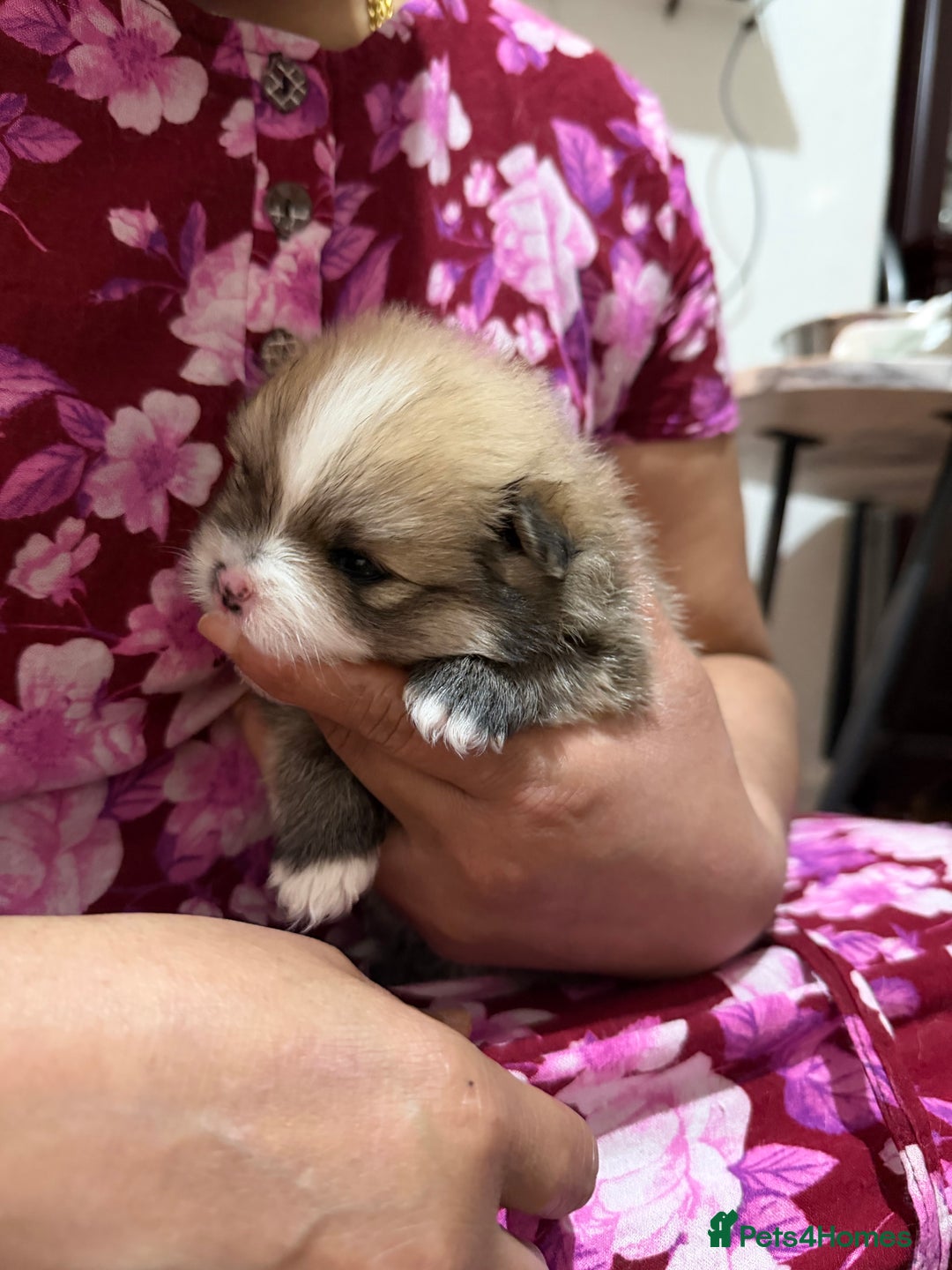 Pomeranian dogs for sale: EXTRA SMALL POMERANIAN PUPPIES  - Advert 5