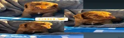 Cocker Spaniel dogs for sale: KC REGISTERED, WORKING COCKER SPANIEL PUPPIES🐶🐾 - Advert 6
