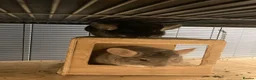 Chinchilla rodents for sale: A Chinchilla Family - Advert 5