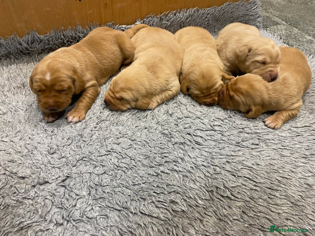 Labrador Retriever dogs for sale: Gorgeous KC registered Labrador Puppies  - Image 8
