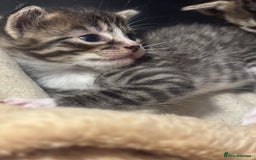 Mixed Breed cats for sale: READY TO GO tabby male female kittens brown  in Ware - Image 9