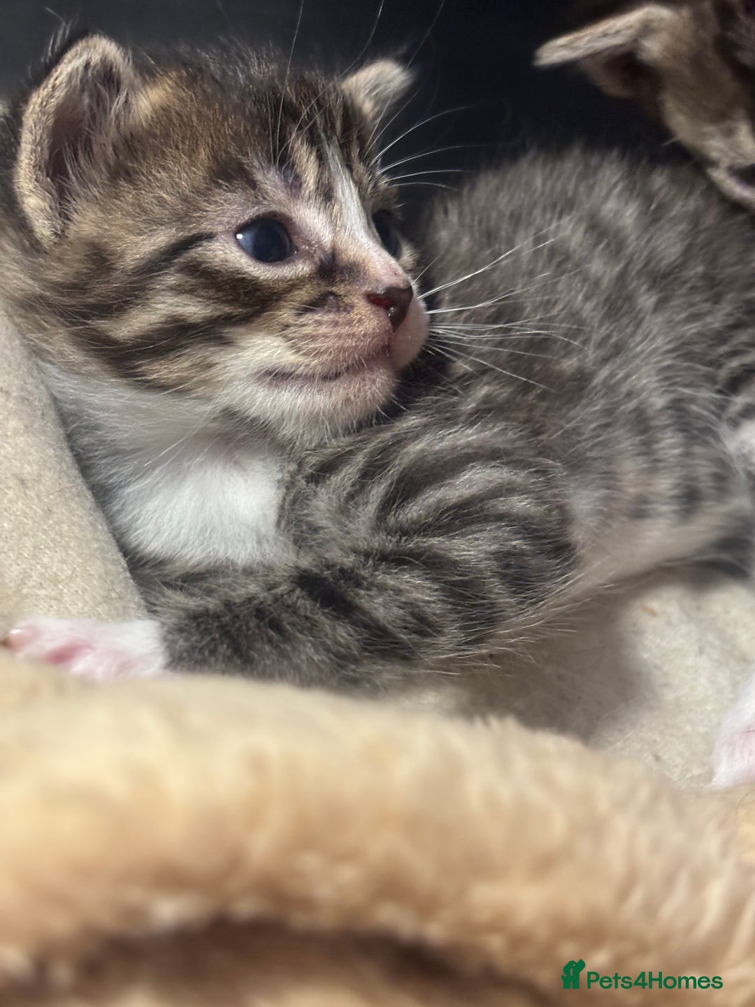 Mixed Breed cats for sale: READY TO GO tabby male female kittens brown  in Ware - Image 9