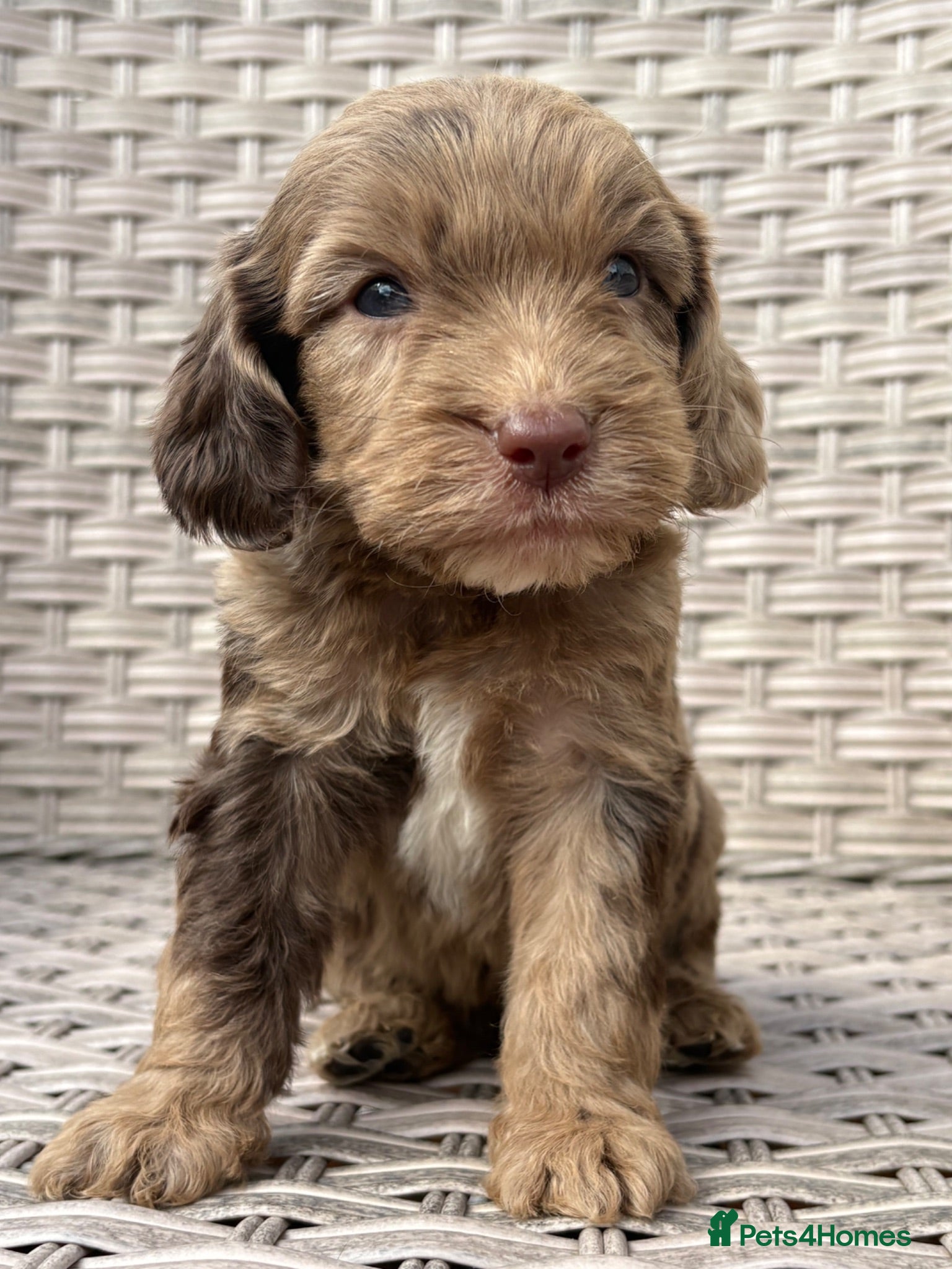 Cockapoo dogs PRA FN CLEAR F1 cockapoo puppies  - Advert 1