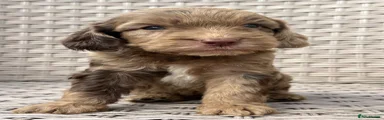 Cockapoo 1