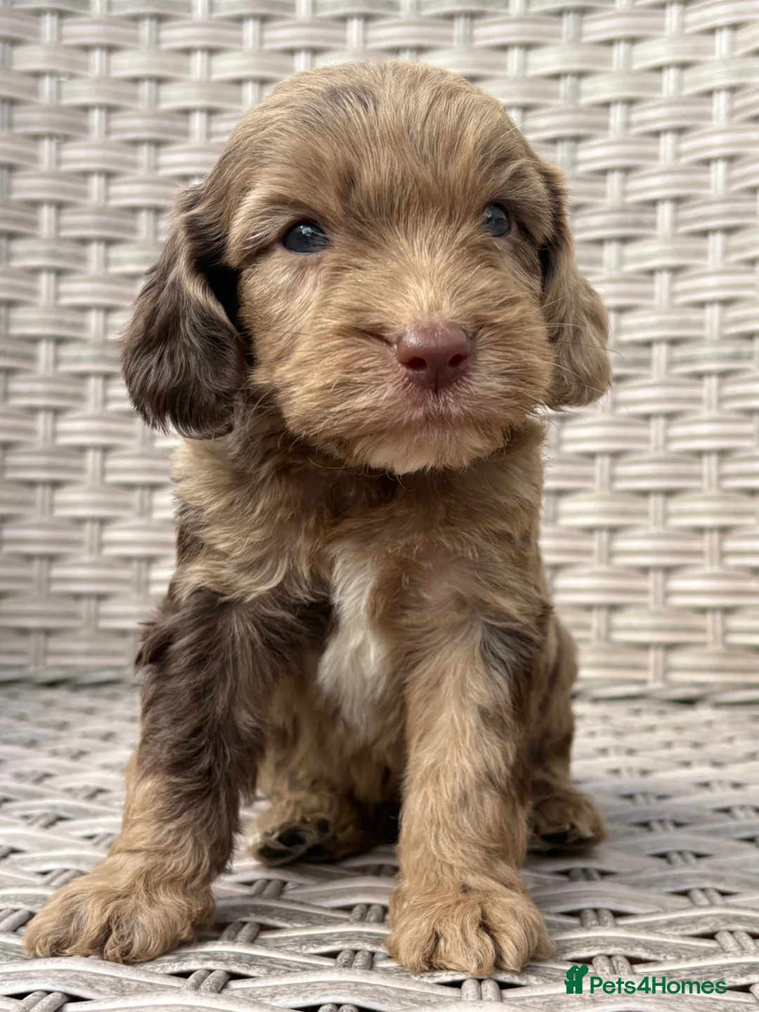 Cockapoo dogs for sale: PRA FN CLEAR F1 cockapoo puppies  - Advert 1