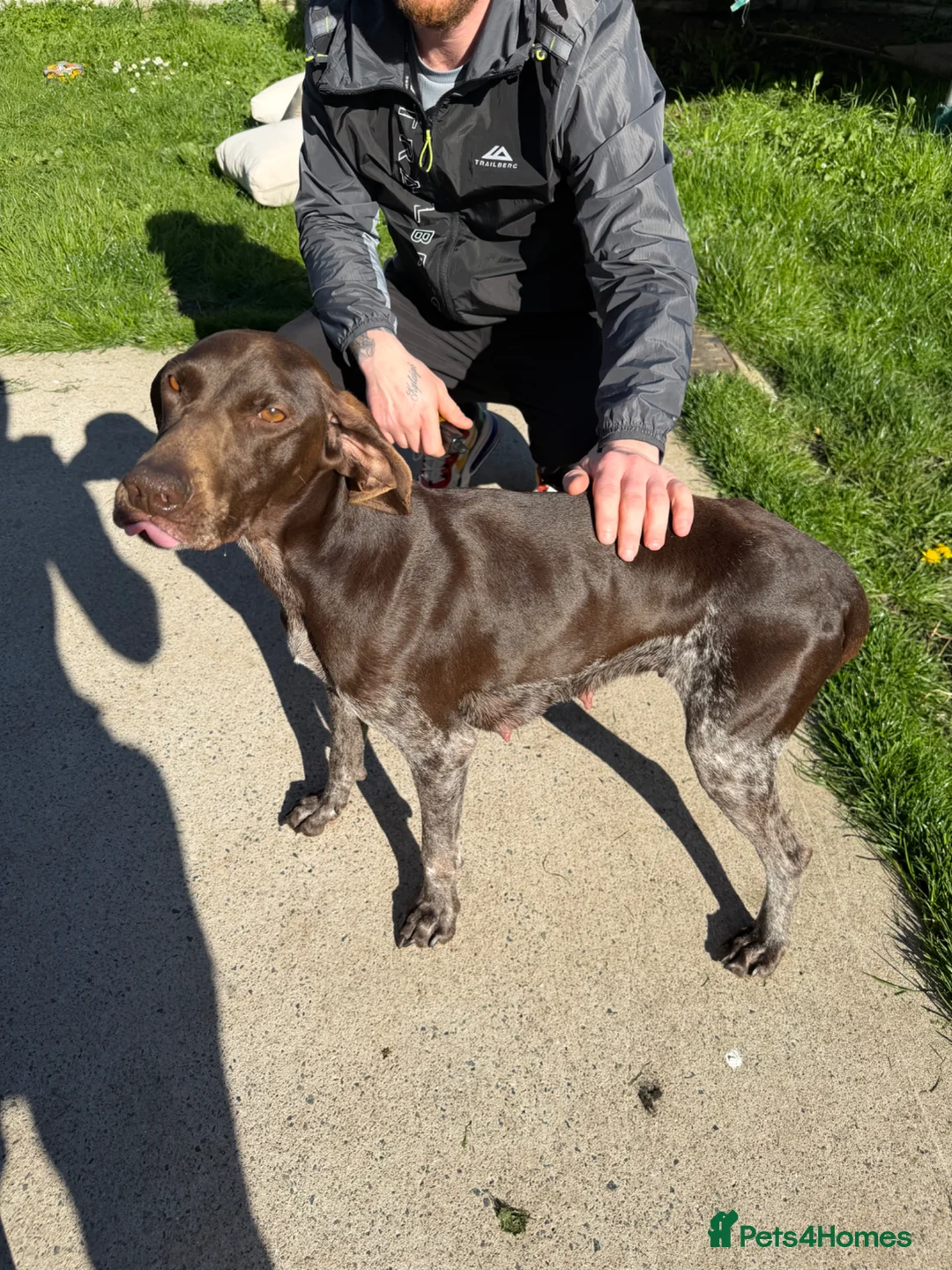 Mixed Breed dogs for sale: Pointador pups - Advert 2