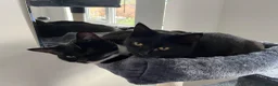 Mixed Breed cats for sale: 4 adult cats for sale/adoption - 2 boys, 2 girls  in Glossop - Advert 15