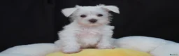 Miniature Schnauzer dogs for sale: 🐾 CHOCOLATE GENE KC MINIATURE SCHNAUZER 🐾 - Advert 7