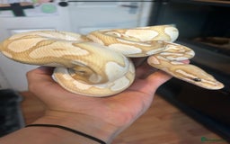 Python Snake reptiles for sale: Male Ball python /with tank - Image 2