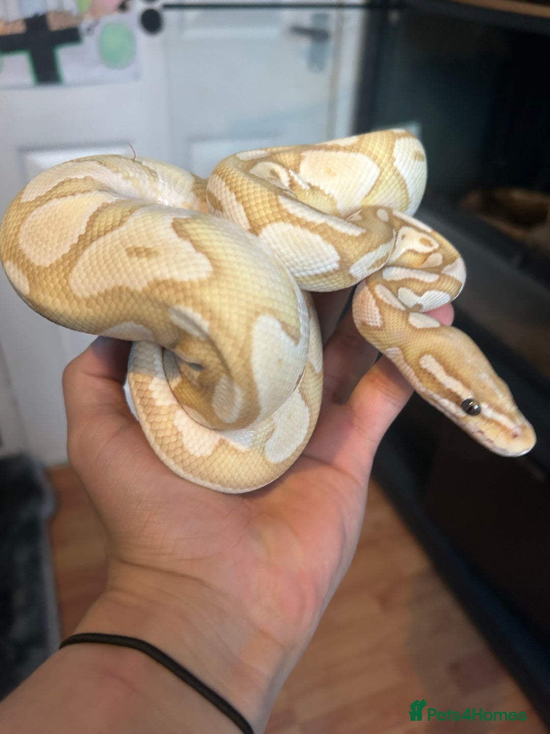 Python Snake reptiles for sale: Male Ball python /with tank - Image 2