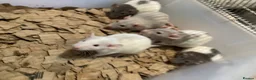 Rat rodents for sale: Rats for sale  in Hull - Advert 4