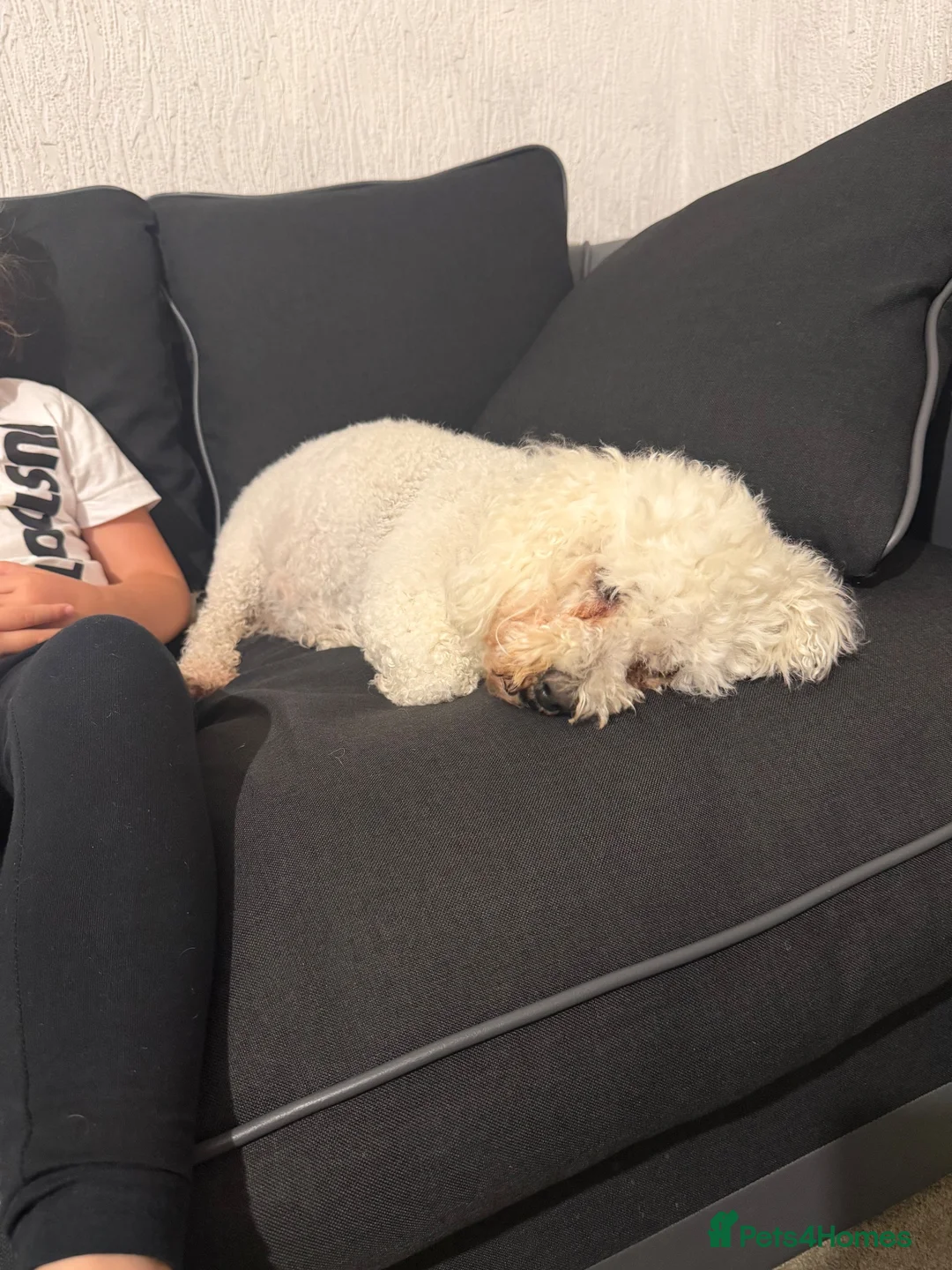 Bichon Frise dogs for sale: Bella bichon frise looking for her  - Advert 2