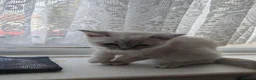 British Shorthair cats for sale: Beautiful BSH Kitten in London - Advert 5