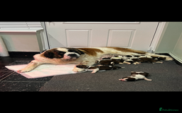 Saint Bernard dogs for sale: Stunning kc Saint Bernard puppies  - Image 32