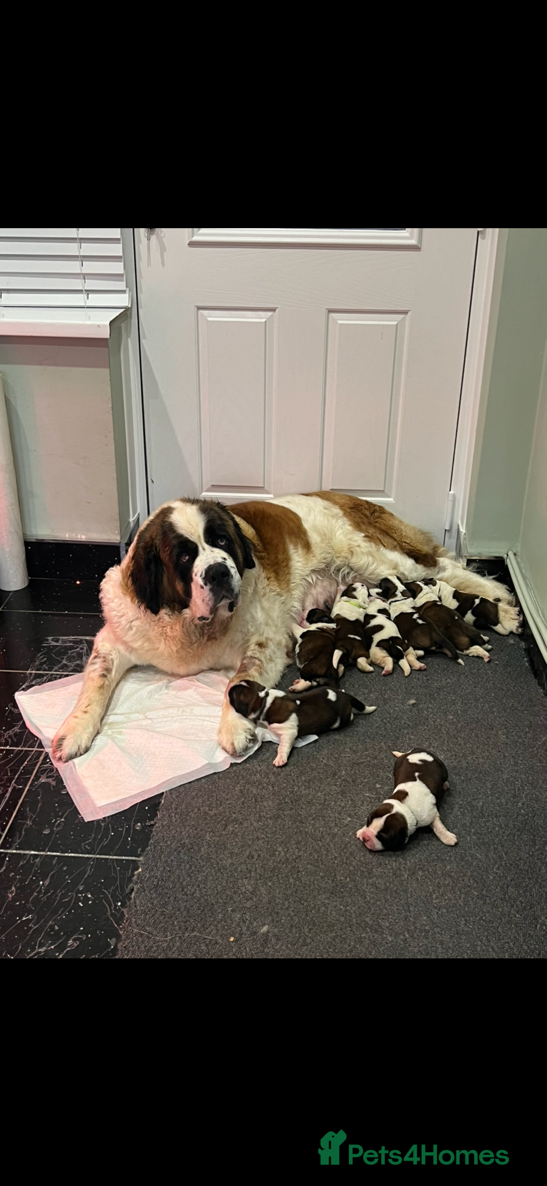 Saint Bernard dogs for sale: Stunning kc Saint Bernard puppies  - Image 32