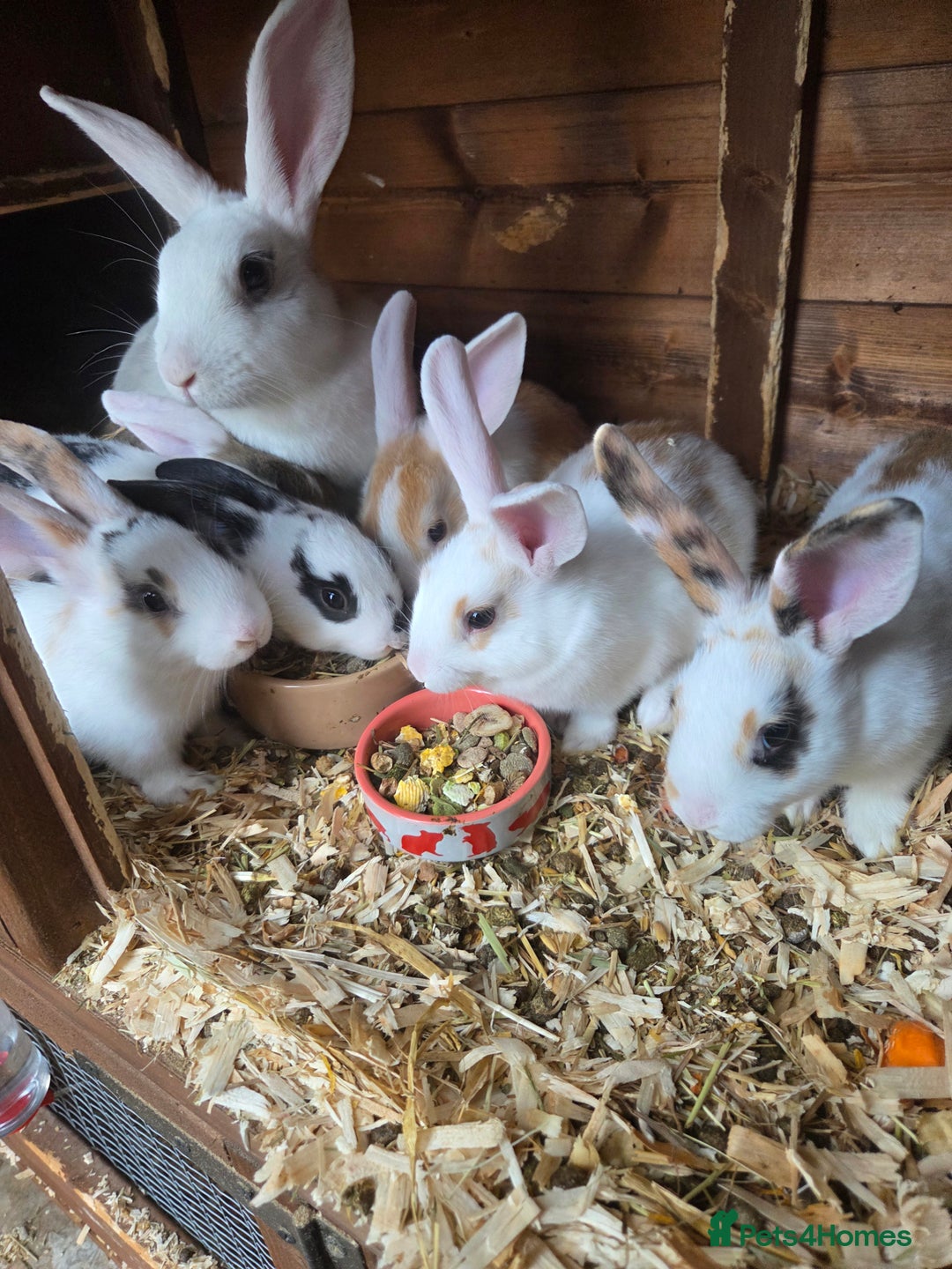 New Zealand rabbits for sale: New Zealand rabbit - Image 5