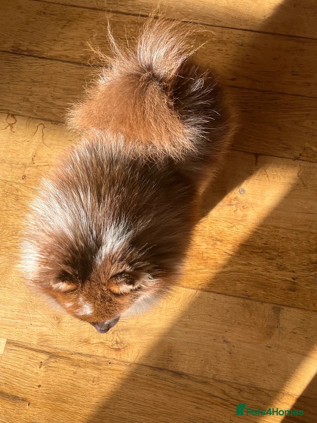 Pomeranian dogs for stud: 💚 RUSSIAN CHOC MERLE 🧸BEAR POM CARRY LILAC/TAN💚 in Romford - Advert 3