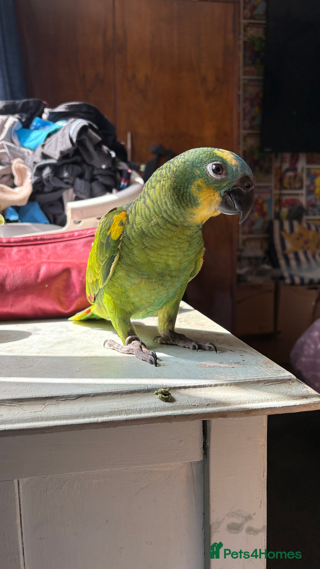 Parrots birds for sale: Beautiful blue front Amazon  - Advert 10