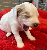 Cockapoo dogs - Advert 11