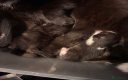 Mixed Breed cats for sale: Mixed breed kittens  - Image 2