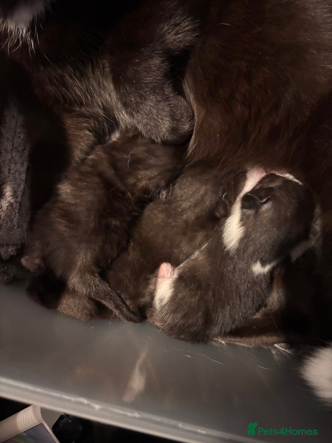 Mixed Breed cats for sale: Mixed breed kittens  - Image 2