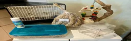 Cockatiels birds for sale: Bonded pair cockatiels  in Thirsk - Advert 9