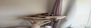 Ragdoll 1