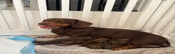 Miniature Dachshund dogs for sale: Choc n tan miniature dachshunds  - Advert 1