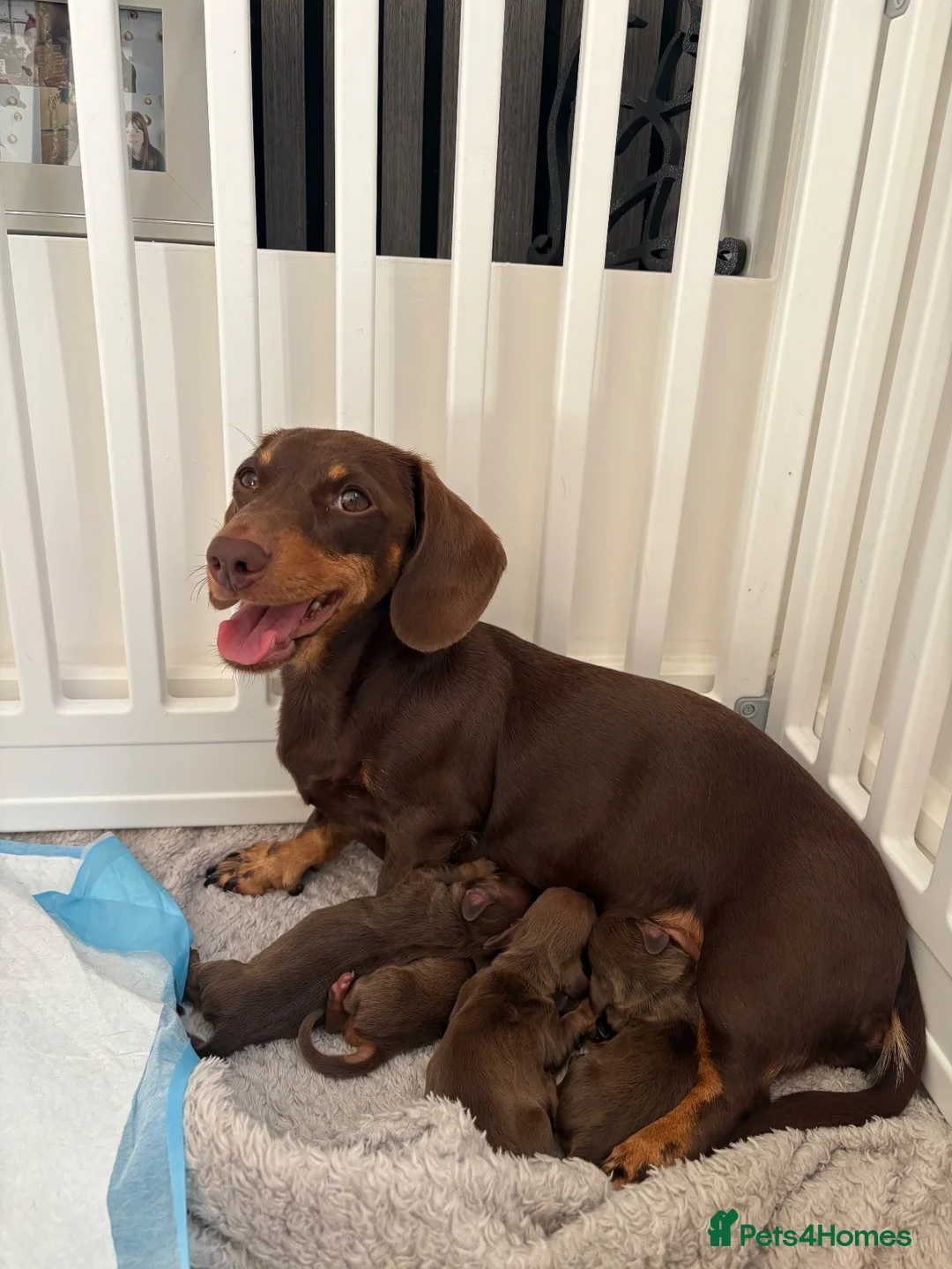 Miniature Dachshund dogs for sale: Choc n tan miniature dachshunds  - Advert 1