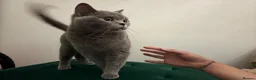British Shorthair cats for sale: Cute british shorthair kittens - Advert 2