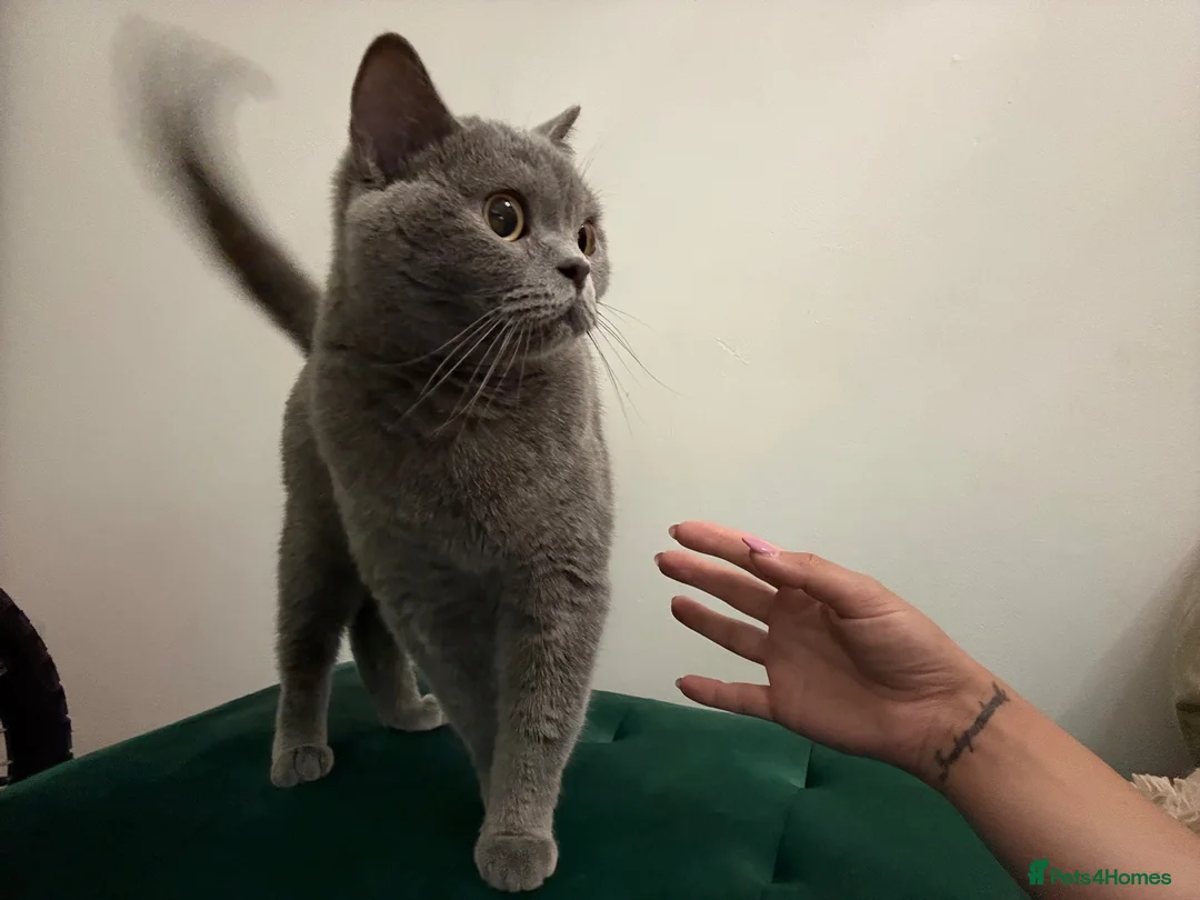 British Shorthair cats for sale: Cute british shorthair kittens - Advert 2