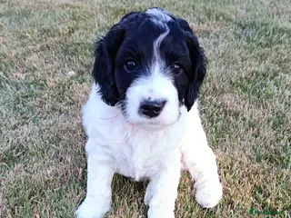 Cockapoo dogs Gorgeous F2 Cockapoo puppies Health Tested parents - Advert 5