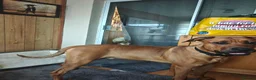 Mixed Breed dogs for sale: Kobie - doberman  ** tiff  in Bargoed - Advert 10