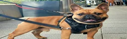 French Bulldog dogs for stud: MOOSE 🫎 KC registered + Silver FBCE  - Advert 13