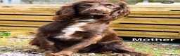 Mixed Breed dogs for sale: Sprockerpoo pups - Advert 11