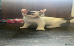 Domestic Shorthair cats for sale: 4 beautiful mixed kittens - Image 10