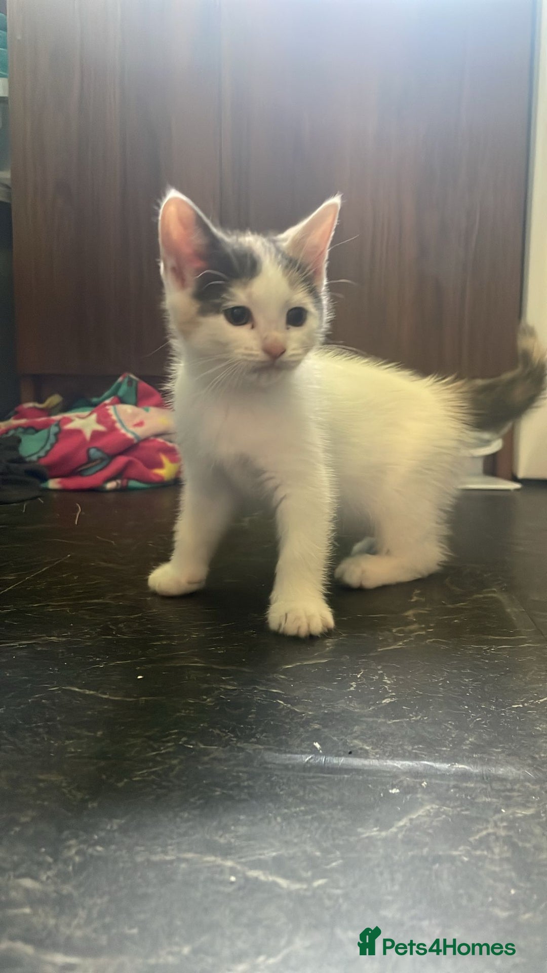 Domestic Shorthair cats for sale: 4 beautiful mixed kittens - Image 10