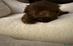 Shih Tzu dogs for sale: Stunning imperial Shih Tzu pups ready now - Image 11